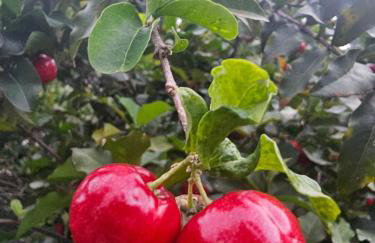 Casa das flores - Foto 25