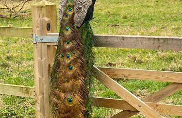 Peacock Barn - Photo 31