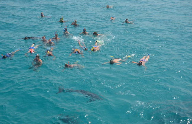 Nadar com golfinhos em Hurghada - Foto 3