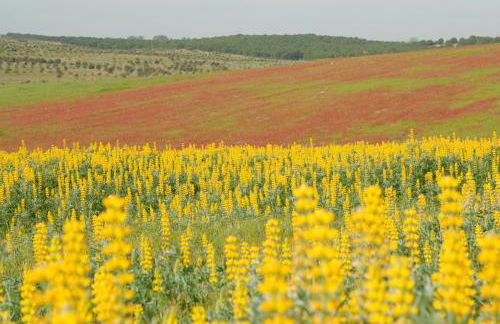 CASA DA ALDEIA II - Foto 35