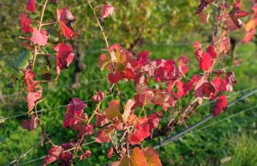 Residenza Gli Agrumi del Garda - Foto 41