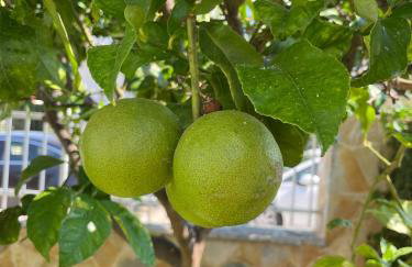 Luxury Apartment in Kato Assos - Villa Orangerie - Foto 27