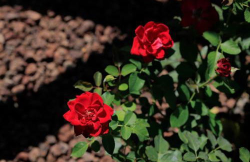 Agriturismo Villa Guarnaschelli - Foto 77