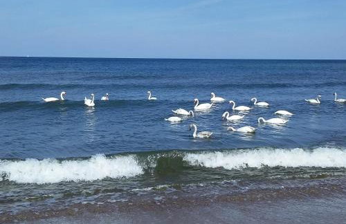 SEA & YOU Apartament z widokiem na morze - Dwie Sosny - Foto 41