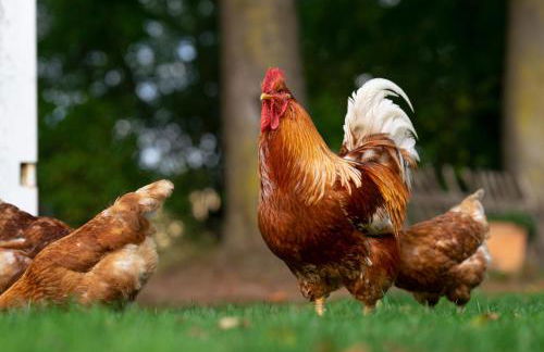 Bullerbü Hanrade zwischen Hamburg und Bremen - Foto 18