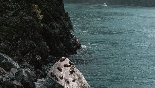 Discover Milford Sound with Lunch from Te Anau to Queenstown - Full-Day Tour - Photo 4