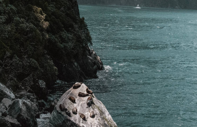 Discover Milford Sound with Lunch from Te Anau to Queenstown - Full-Day Tour - Photo 4