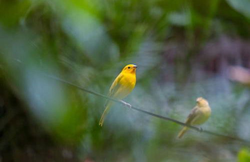 Casa em penedo com cachoeira - Photo 14
