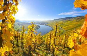 WeinGut Hermes - Foto 45