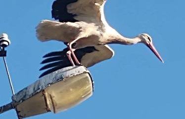 Bociani spokój - Foto 9