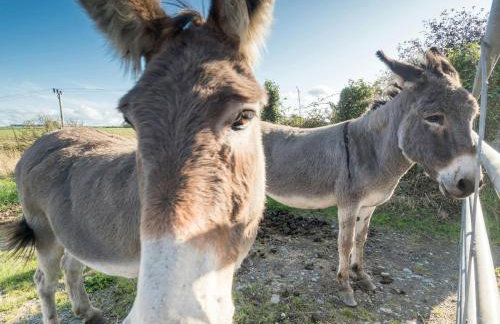 Llantood Farm Cottage, Cardigan - Foto 13
