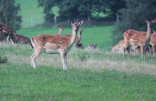 Idyllisches Häuschen im Grünen - Foto 24
