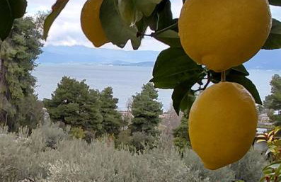 Thalantheia House - Photo 26