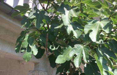 Villa in Walsrode - Photo 53