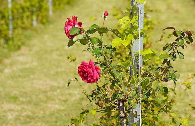 Agriturismo Corte Tonolli - Foto 56