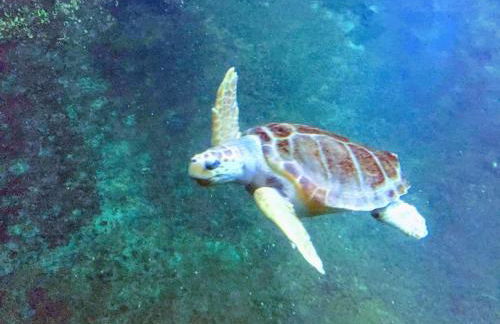 Face Nausicaa et plage vue panoramique - Foto 31