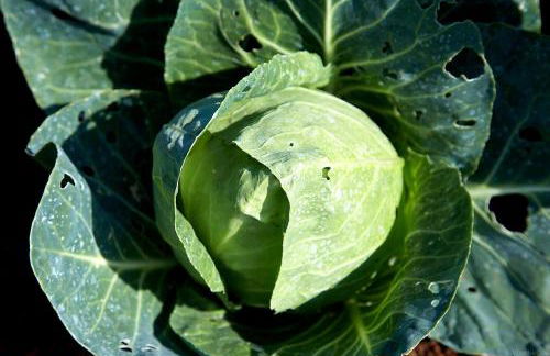 Finca el Vinche - Foto 24