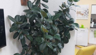 Ferienhaus in Bernau bei Berlin - Foto 2