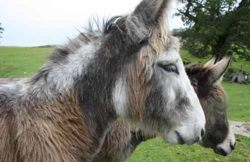 Ardgarry Farm - Photo 40