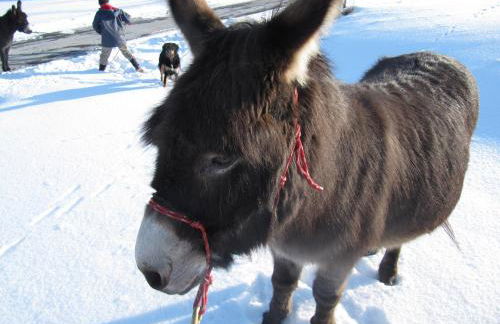 Ferienwohnung Hägelhof - Foto 39