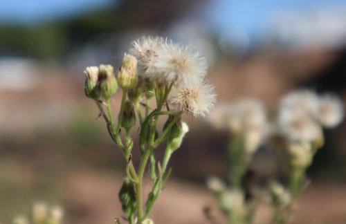 Boho Vibes Beachfront Detached House - Foto 29