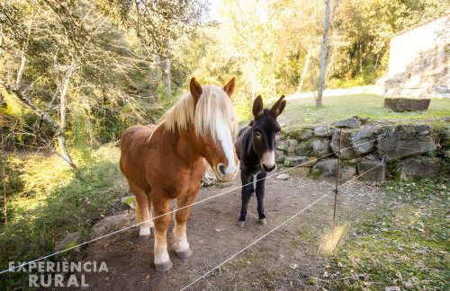 La Coma d'en Roca - Foto 36
