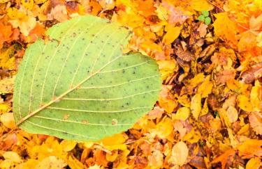 Apartament Magia Puszczy z widokiem na Puszcze Białowieska - Foto 56