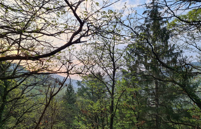 Bosco della Bella 6 - Foto 36