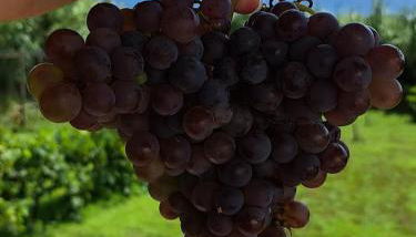 Fajã VinhaMar-Vinyard Cottage by the Sea - Foto 5