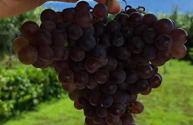 Fajã VinhaMar-Vinyard Cottage by the Sea - Foto 5