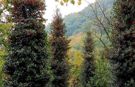 Tsagarada Stone House 1898 - Foto 63