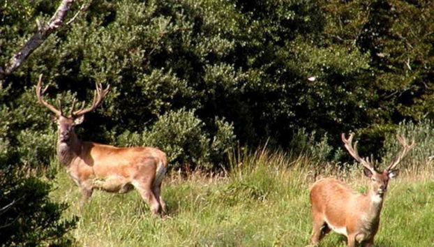 Ciervos en Connemara