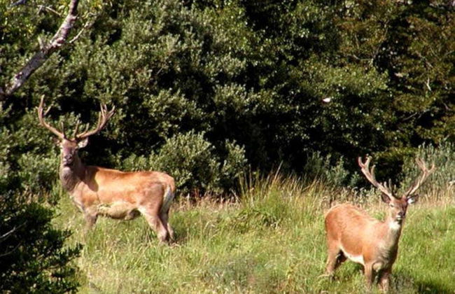 Connemara Private Safari - Foto 4