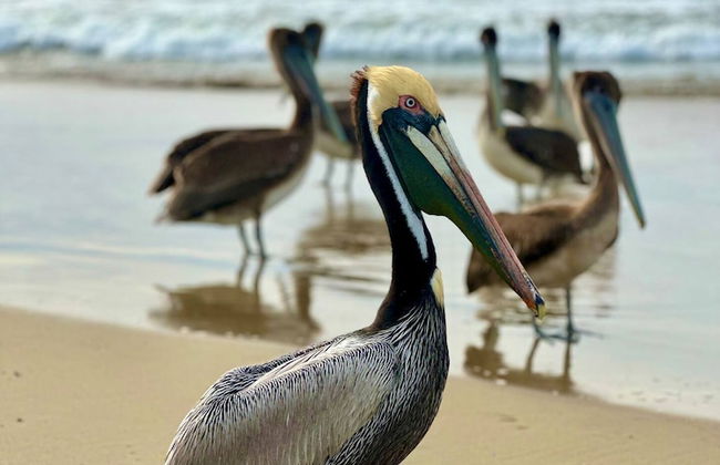 Beachside - Casa Sirena 1BR Suite - Foto 37