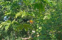 Sítio Lamounier - Foto 29