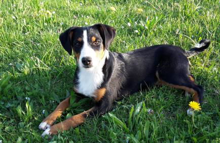 Biobauernhof Benihof - Ferienwohnung Alpenblick - Foto 15