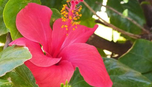 Hibiscus Rosso - Foto 2, Garden