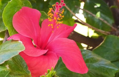 Hibiscus Rosso - Foto 2