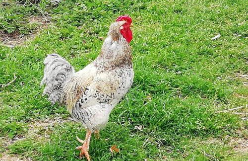 Casa da Encosta Chaves - Foto 12