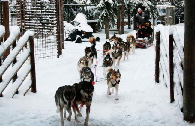 Reindeer & Husky Sleigh Ride - Photo 7