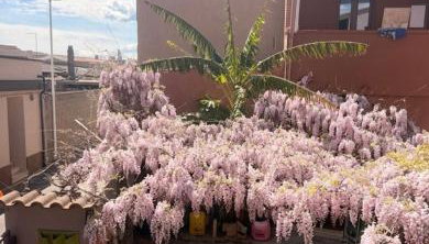 Il Cortiletto - Foto 2