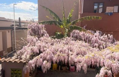 Il Cortiletto - Foto 2