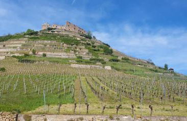 Feldbergblick - Foto 23