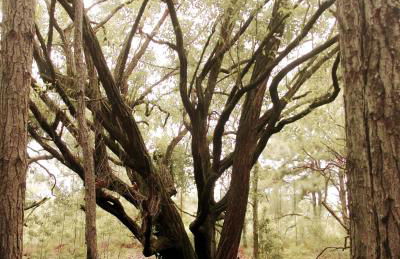 Recanto do Encanto Eco Beach Stay - Foto 16