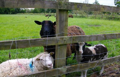 The Old Cowstall - Foto 20