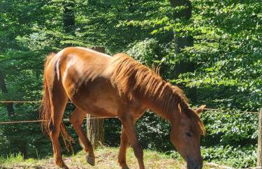 Svetli Raj - Foto 10