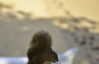 Casa na Vila de Abraão - Foto 13