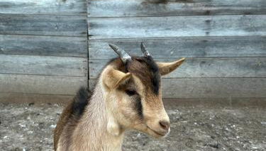 Herdade do Serra - Foto 5