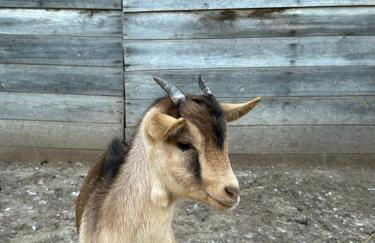 Herdade do Serra - Foto 5