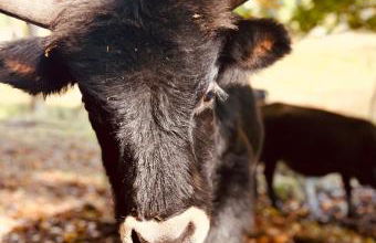 Bonne âme - Ferienwohnung mit Sauna - Foto 21